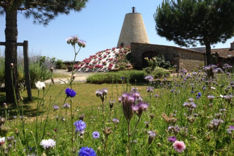jachere fleurie, roses et moulin du domaine des bleuces jachere fleurie, roses et moulin du domaine des bleuces